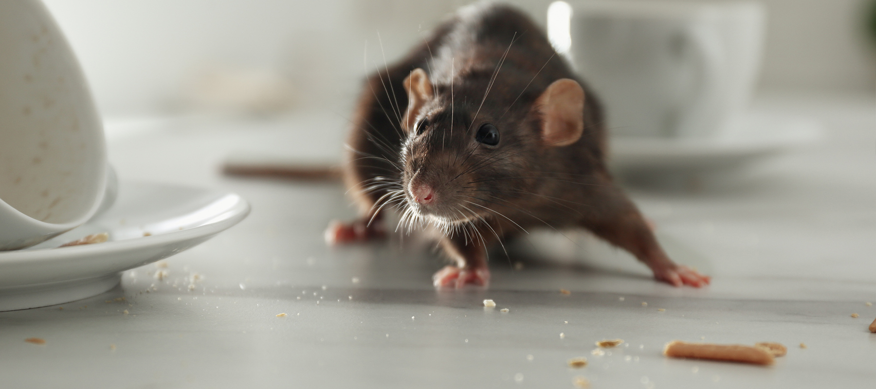 weiss hygiene schaedlingsbekaempfung frankfurt ratten header